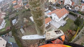 Démontage dun Peuplier 25M  STIHL MS 201 [upl. by Kravits]