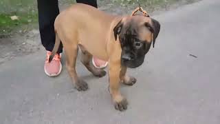 From puppy to giant life and care for a bullmastiff [upl. by Danila]