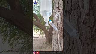 Intravenous Injection In DOG Saphenous Vain dog india dogloverviralshortshortsfeed dogshorts [upl. by Qahsi]