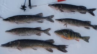 Bait Fishing 68  Tip Up Ice Fishing for Chain Pickerel with Shiners [upl. by Duwad]