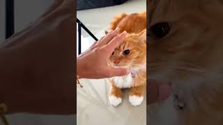 lawak compilation kucing [upl. by Blas]