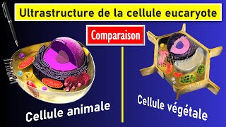 Comparaison de lultrastructure des cellules eucaryotes animale et végétale [upl. by Zacherie]