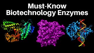 17 MustKnow Biotech Enzymes  Molecular Biology [upl. by Rubina673]