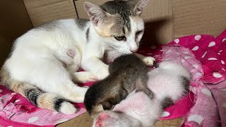 8 days old cute kitten playing with mom cat [upl. by Bogoch380]