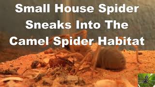 Camel Spider Solifugae Small House Spider Sneaks into Habitat [upl. by Mylan]