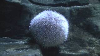 Edible Urchin Echinus esculentus  Sea Anemone [upl. by Kan]