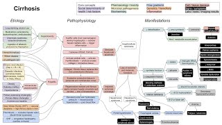 Cirrhosis mechanism of disease [upl. by Marlene941]