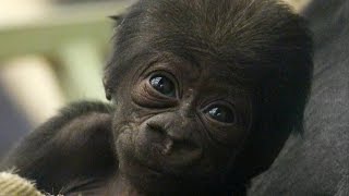 CUTE Adorable baby gorilla meets his sister [upl. by Gnilyarg]