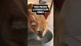 PODÉS PREVENIR LA DESHIDRATACIÓN CRONICA EN TU MASCOTA [upl. by Nodnorb]