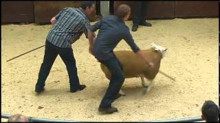 Highlights from The Scottish National Show and Sale of Texel Sheep  Ram Lambs  2011flv [upl. by Ahsiruam158]