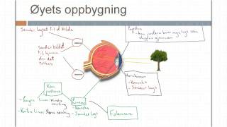 Øyets oppbygning og synssansen [upl. by Madden]