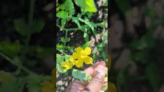 Hand Pollinate Understanding Male and Female Squash Flowers [upl. by Welcher472]