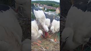 Storks mom feeding four babies whitestork storks birds shorts storknest birdnest feeding [upl. by Lomaj]