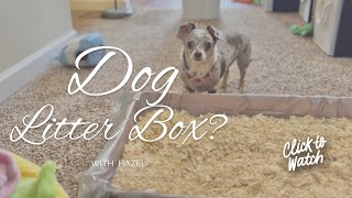 Can dogs use a litter box [upl. by Ackerley]