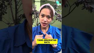 propolis terbaik dari prestige [upl. by Anen]