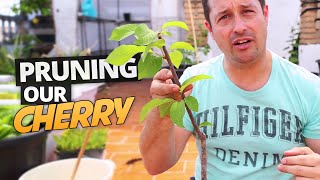 Making the Scaffold Prune on our Seed Grown Cherry Trees [upl. by Rosaline854]