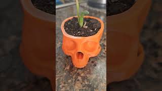 Aloe Mohawk skull planter 💀 [upl. by Oler]