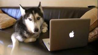 Mishka the Talking Husky Knows How to Use a MacBook [upl. by Rockey]