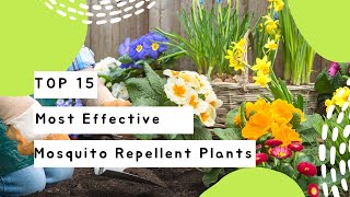 Mosquito Repellent Plants  Plants That Repel Flies  Anti Mosquito Plants [upl. by Obmar]