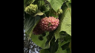 How do I prune my Pink Ball Tree Dombeya Wallichi [upl. by Acirdna]