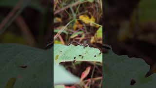 Brownhooded Owlet eating fishing nature butterfly [upl. by Herodias]