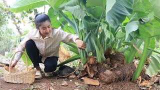 Harvest taro for cooking  Yummy taro root curry recipe  Cooking with Sreypov [upl. by Aynotan]