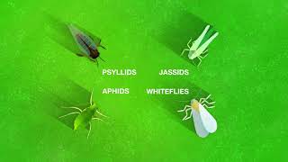 Introducing Inscalis® Insecticide [upl. by Marti]