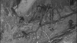 Games of little baboons before going to bed at Olifants River  africam  exploreorg [upl. by Jock]