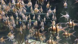 Banggai Cardinalfish Aquarium [upl. by Bernice]