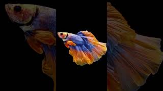 Betta  Siamese fighting fish  Betta Splenden fishkeeper [upl. by Reo]