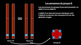 3ème  Gène Allèles et groupes sanguins [upl. by Lenehc]