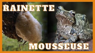 La rainette mousseuse  Foamnest Frog [upl. by Alhsa]