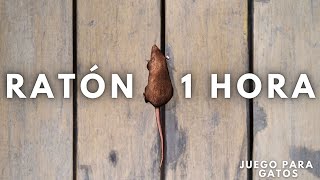 👉JUEGO de RATÓN CORRIENDO🐀  1 HORA【Videos para gatos】🐈 [upl. by Barby429]