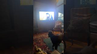 TV Dogs always freak Otto out [upl. by Artapoelc]