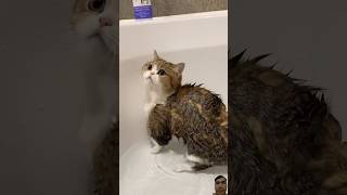 the cat shower funnycat wellerman funny viralvideo catlover shorts trending viralvid funny [upl. by Assila]