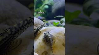 Sewellia lineolata Prachtflossensauger Aquascaping shortvideo aquarium aquascape plecofish [upl. by Asilanna]