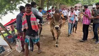 Bhai Koto Nilo Paragram Hozrotpur Gorur Haat 2023  Part 10  Cow Price in Bangladesh [upl. by Zimmerman]