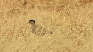 Vanellus coronatus  avefría coronada  crowned lapwing [upl. by Tinya119]