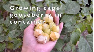 How to grow cape gooseberry in container  Physalis Peruviana [upl. by Ahpla]