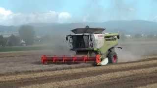 CLAAS In Campo LEXION 770 TT Barra 75 m SigTacconi [upl. by Devora]