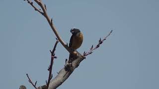 Daurian redstart made a speech [upl. by Norha]