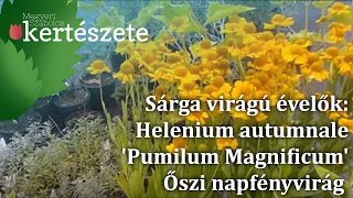 Sárga virágú évelők Helenium autumnale Pumilum Magnificum  Őszi napfényvirág [upl. by Wake264]