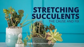 Stretched Out Succulents The cause and fix [upl. by Eilsil]