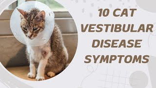 10 Cat Vestibular Disease Symptoms [upl. by Donahoe]