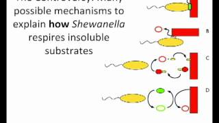 Electron Shuttling in Shewanella by Jeffrey Gralnick [upl. by Phare]