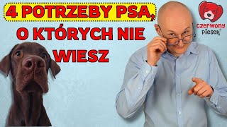 4 nieoczywiste potrzeby psa o których nie wie większość opiekunów [upl. by Ayifas]