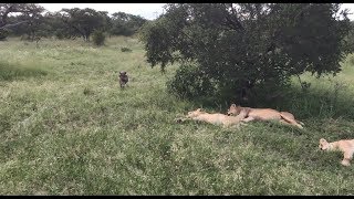 Warthog runs right into a pride of lions [upl. by Don]