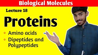 Proteins Class 11 Biology  Amino Acids  Dipeptides and Polypeptides  Biological Molecules Chap 2 [upl. by Bendicty]