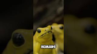 Poisonous golden frogs are used as natural weapons animals frogs frog poisonousfrog [upl. by Neirad]