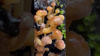 One of my FAVORITE Winter Mushrooms  the Wild Enoki Flammulina velutipes wildmushrooms mushroom [upl. by Harhay]